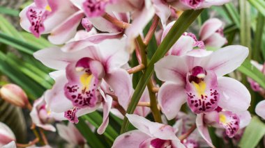 Pembe cymbidium orkidesi çiçek açar