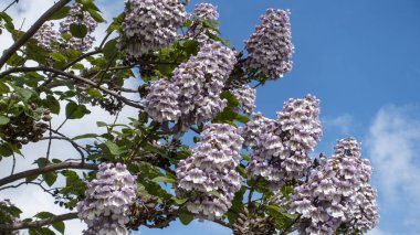 Bir paulownia ağacında çiçekler