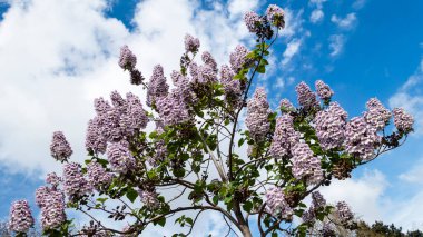 Bir paulownia ağacında çiçekler