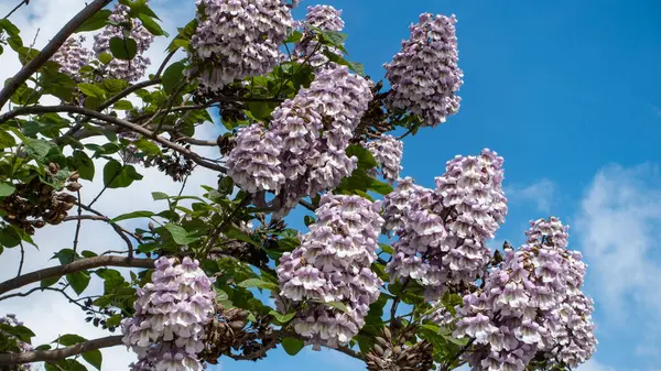 Bir paulownia ağacında çiçekler