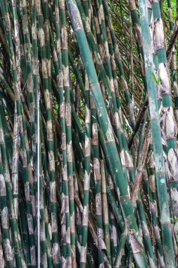 Penglipuran Köyü 'nün yanındaki bambu ormanı. Bali Regency, Bali, Endonezya