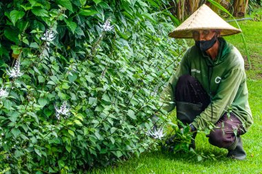 Nuanu Creative City 'de bahçıvan, Ağustos 2025, Bali, Endonezya. Nuanu, Endonezya 'nın Bali kentinde 44 hektarlık bir yaratıcı şehir..