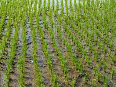 Bali, Endonezya 'da büyüyen tarlaların kapatılması, Temmuz 2025