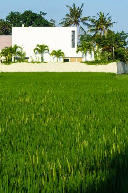 Bali 'de, Endonezya' da, Temmuz 2025 'te yerel evlerle birlikte ön planda yükselen tarlalar