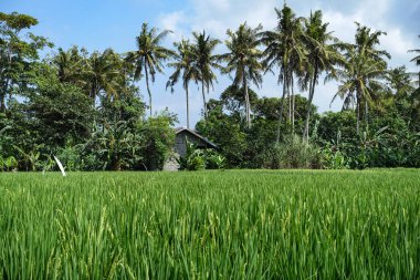 Endonezya, Bali 'de, Temmuz 2025' te, ön planda palmiye ve ağaçlarla yükselme alanlarını kapatın.
