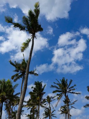 Seseh, Bali, Endonezya 'da bulutlu bir gökyüzüne karşı tropik palmiye ağaçları, Temmuz 2025