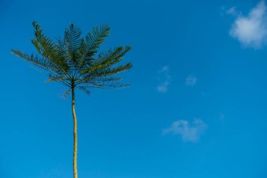 Seseh, Bali, Endonezya 'da tuhaf tropik palmiye ağaçları, Temmuz 2025