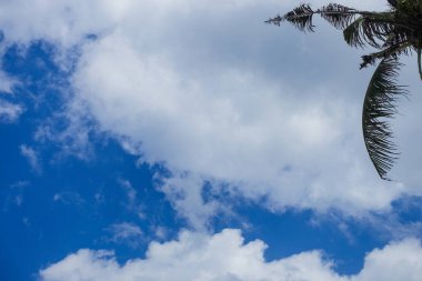 Seseh, Bali, Endonezya 'da bulutlu bir gökyüzüne karşı tropik palmiye ağaçları, Temmuz 2025