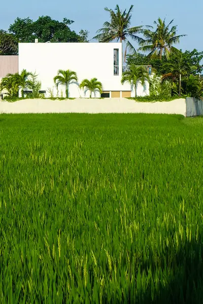 Bali 'de, Endonezya' da, Temmuz 2025 'te yerel evlerle birlikte ön planda yükselen tarlalar