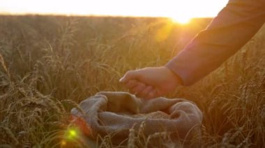 Farmer businessman hand touching and sifting wheat grains in sack at sunrise. Man agriculturist wheat grain in hand after good harvest in ripe wheat field. Agriculture concept, farming