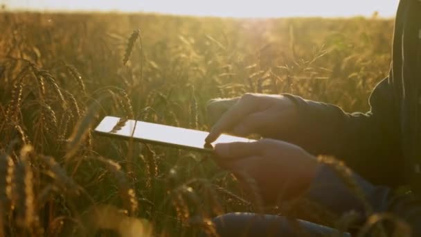 Крупним Планом Фермер Працює Планшетному Комп Ютері Сидячи Пшеничному Полі — стокове відео