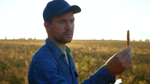 Farmer Businessman Inspects Wheat Field Examines Ear Wheat Sunrise Man — стоковое видео