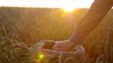 Farmer businessman hand touching and sifting wheat grains in sack at sunrise. Man agriculturist wheat grain in hand after good harvest in ripe wheat field. Agriculture concept, farming