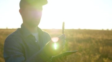 Farmer businessman inspects wheat field and examines an ear of wheat at sunrise. Man agronomist working uses looks at tablet computer, plans to harvest. Concept technology in agriculture, farming