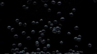 Akvaryumda ağır çekimde yüzen yaban mersini siyah zemin üzerinde şeffaf sudur. Akvaryumda taze meyve. Sağlıklı yemek, diyet