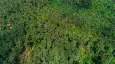 Aerial view summer forest in sunny day. Drone shot beautiful nature landscape, green trees