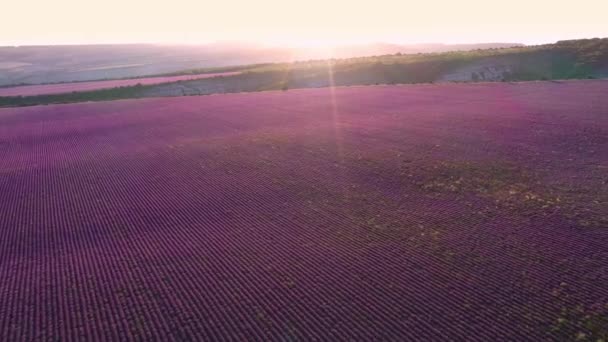 Paarse Lavendelvelden Bij Zonsondergang Videobeelden Vanuit Lucht Met Drone Lavendelteelt — Stockvideo