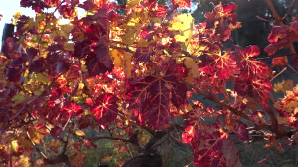 Vinranka Hösten Färgglada Blad Druvor Druvfält Hösten Vinproduktion Vacker Höst — Stockvideo
