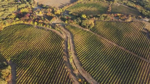 Agricultural Field Green Even Rows Vineyards Grapes Field Vine Plantation — Stock Video