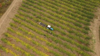 Üzüm hasadı. Üzüm bağları, üzüm tarlaları, fidanlıktaki asmalar. Hava aracı görüntüsü. Yüksek kalite 4k görüntü