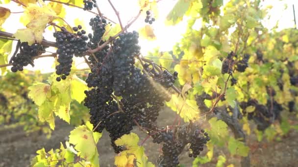 Ripe Red Grapes Vine Grape Field Grape Growing Organic Farming — Stock Video