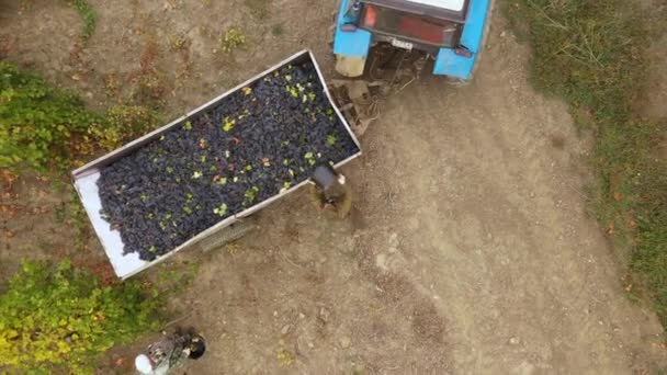 Druvplockning Eller Druvskörd Vinproduktion Flygbilder Drönare Högkvalitativ Film — Stockvideo