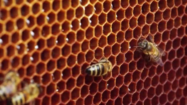 Honey Honeycomb Close Fresh Nectar Organic Beekeeping Honey Bee Farm — Vídeos de Stock