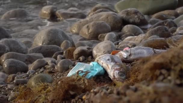 海洋塑料污染 每年有数以千计的海鸟 海豹和其他海洋哺乳动物在吞食塑料或卷入塑料中后被杀死 高质量的4K镜头 — 图库视频影像