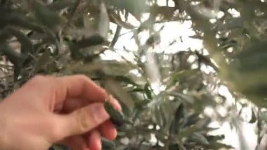 İtalya 'da ekstra bakire zeytinyağı üretimi için zeytin tarlaları. Yüksek kalite 4k görüntü