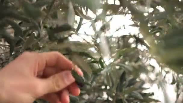 イタリアでエキストラバージンオリーブオイルの生産のためのオリーブプランテーション 高品質4K映像 — ストック動画