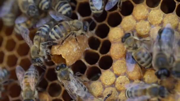 Koningin Cells Supersedure Zwerm Bijenteelt Honingproductie — Stockvideo