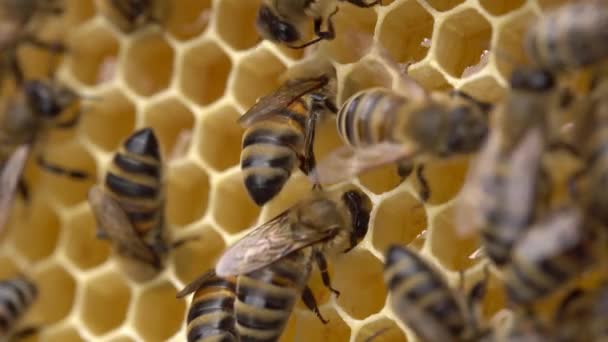 Ein Honigbienenvolk Aus Nächster Nähe Bienenstock Imkerei Hochwertiges Filmmaterial — Stockvideo
