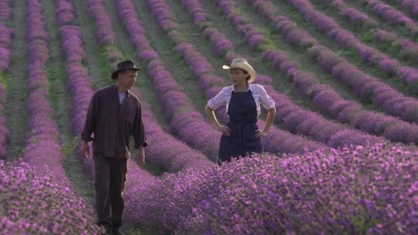 Veld Met Lavendelrijen Lavendel Kweken Voor Essentiële Olie Landbouwers Het — Stockvideo