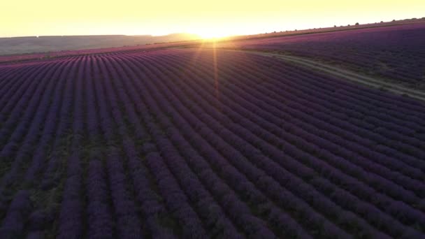 花が咲く列のラベンダー畑空中ビュードローン紫色のフィールド 夏の太陽の日没 ラベンダーオイル生産 高品質4K映像 — ストック動画