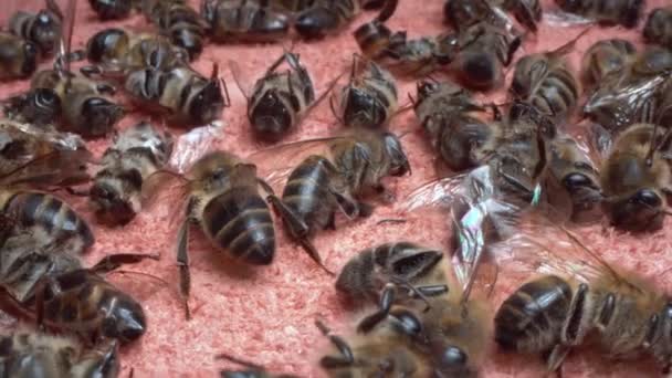 Död Bin Nära Håll Honungsbins Död Och Miljöförstöring Bekämpningsmedel Varroatos — Stockvideo