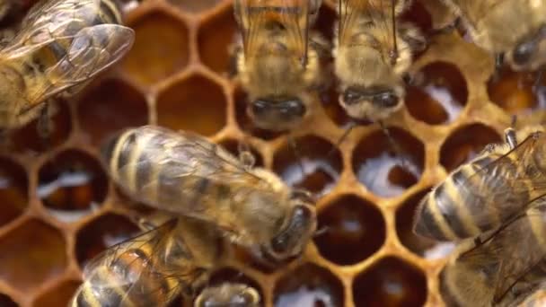 Frischer Honig Einer Wabe Aus Nächster Nähe Biologische Bäuerliche Imkerei — Stockvideo
