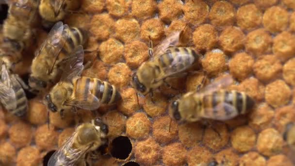 Verstopfte Arbeiterbrut Versiegelte Brut Bienenlarven Und Eier Ein Bienenvolk Eine — Stockvideo