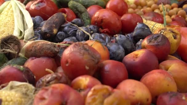 Çiftlik Düzeyinde Yiyecek Kaybı Yiyecek Israfı Sorunu Yüksek Kalite Görüntü — Stok video