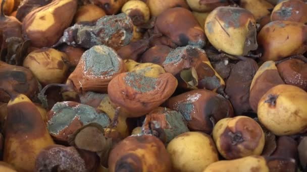Ein Haufen Fauler Verschimmelter Birnen Mehltau Auf Früchten Nahrungsmittelverlust Und — Stockvideo