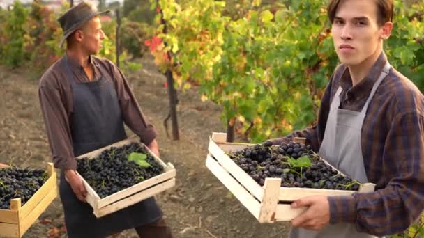 Een Trieste Familie Boeren Uit Nederland Oogst Druiven Hoge Kwaliteit — Stockvideo