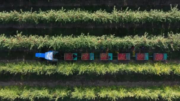 Raccolta Della Frutta Nei Giardini Olandesi Crisi Alimentare Limitare Emissioni — Video Stock
