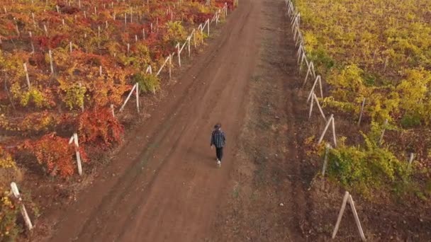 Dutch Nitrogen Crisis Farmer Grows Grapes Makes Wine Netherlands High — Stock Video