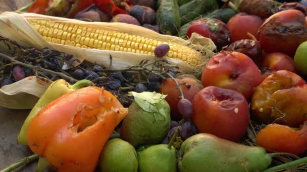 Απώλεια Τροφής Επίπεδο Φάρμας Λερωμένα Σάπια Φρούτα Και Λαχανικά Υψηλής — Αρχείο Βίντεο