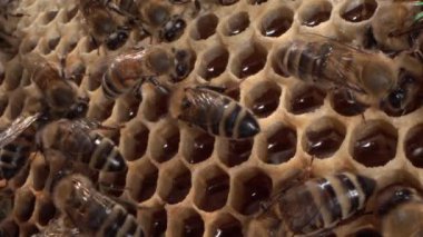 Arı kovanında arı, arıcılık. Bal peteğinde doğal bal. Yüksek kalite 4k görüntü