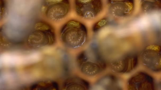 Honey Bee Larvae Hatch Eggs Macro Honey Bee Brood Care — Vídeos de Stock