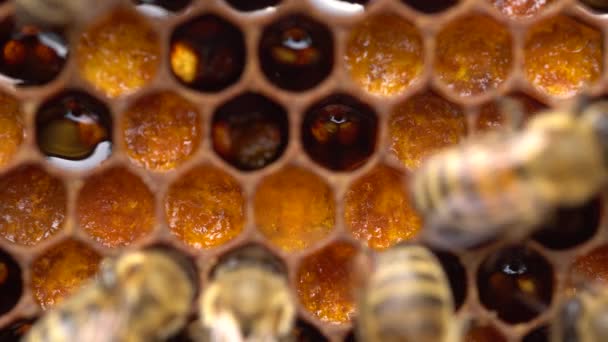 Včelí Pyl Uložený Hřebenech Uvnitř Úlu Voskové Plástve Voskové Buňky — Stock video