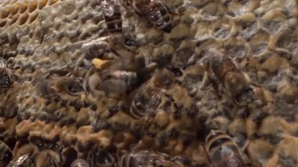 Capped Honey Cells White Wax Coverings High Quality Footage — Vídeo de stock