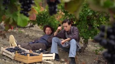 Harvesting Wine Grapes. Farmers adult latino father and teen son. A small family farm growing winegrapes, Harvest Season. Picking organic grapes for wine production. High quality 4k footage