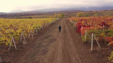 Grape Growing, Sustainable Agriculture. Small family-owned vineyard farm. High quality 4k footage