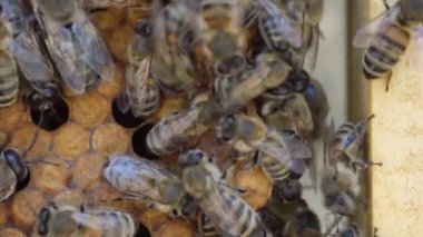 Honey Bee colonies, swarm cell or a supercedure cell. High quality 4k footage